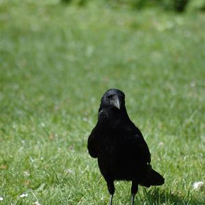 Carrion Crow