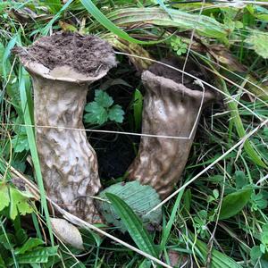 Pestle-shaped Puffball