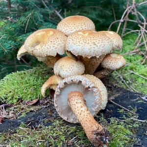 Scaly Pholiota