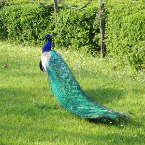 Indian Peafowl