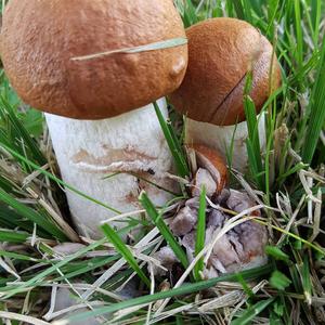 Orange Birch Bolete