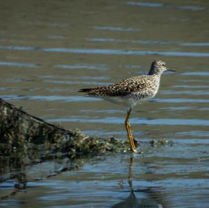 Curlew Sandpiper