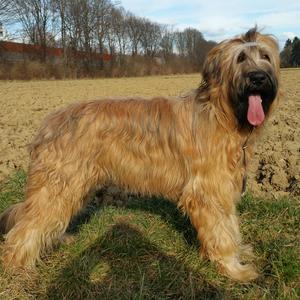 Briard