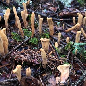 Pestle-shaped Coral