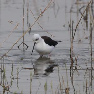 Black-winged Stilt