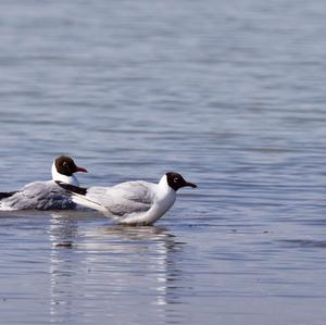 Mediterranean Gull