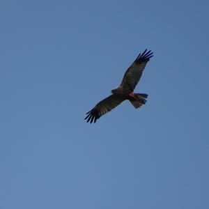 Western Marsh-harrier