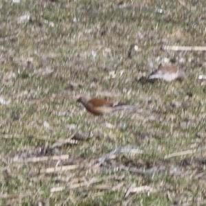 Eurasian Linnet