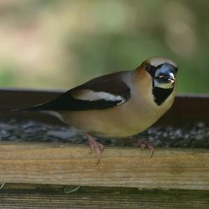 Hawfinch