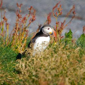 Atlantic Puffin