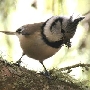 Crested Tit