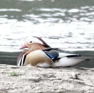 Mandarin Duck