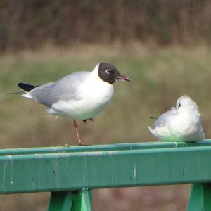 Black-headed Gull