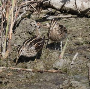 Common Snipe