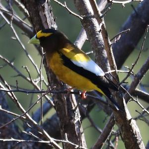 Evening Grosbeak