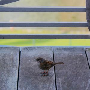 Hedge Accentor