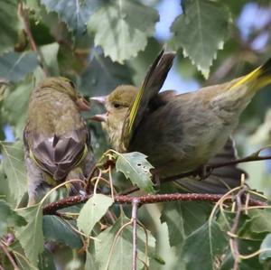 European Greenfinch