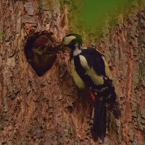 Great Spotted Woodpecker