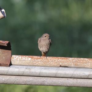 Black Redstart