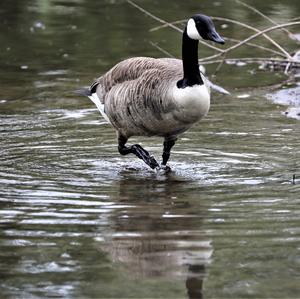 Canada Goose