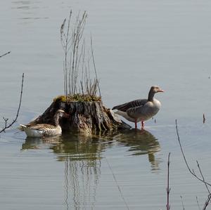 Greylag Goose