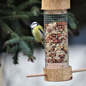 Blue Tit