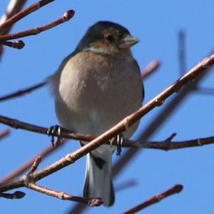 Eurasian Chaffinch