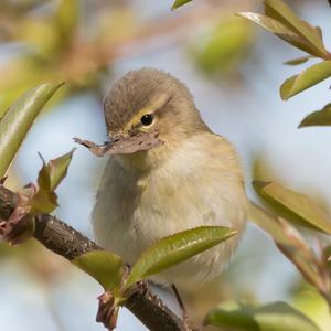 Common Chiffchaff