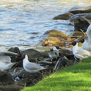 Black-headed Gull