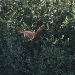 Western Marsh-harrier