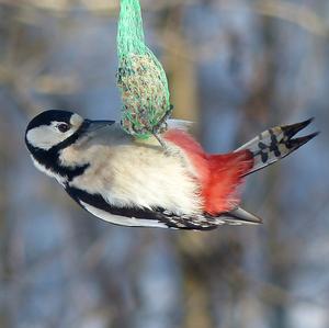 Great Spotted Woodpecker