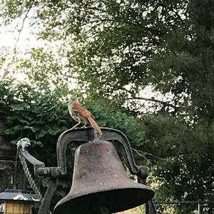 Brown Thrasher