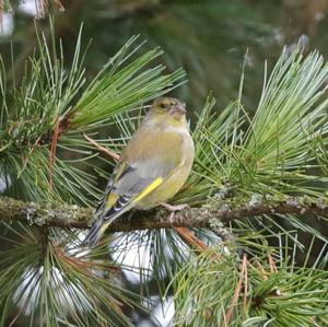 European Greenfinch