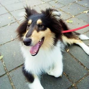 Collie (Langhaar)