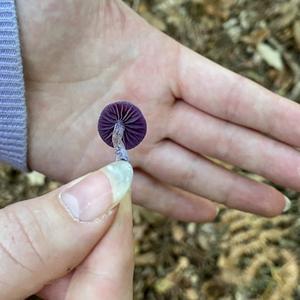 Amethyst Deceiver