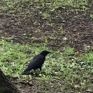 American Crow