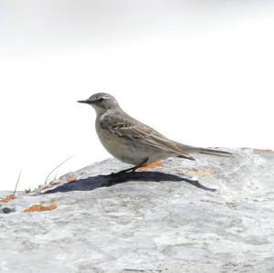 Water Pipit