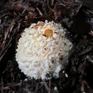 Fly Agaric