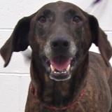 Plott Hound