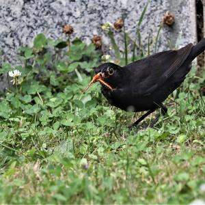 Eurasian Blackbird