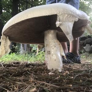 Meadow Agaric