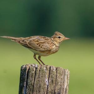 Eurasian Skylark