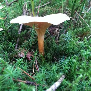 False Chanterelle