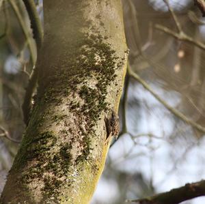 Short-toed Treecreeper