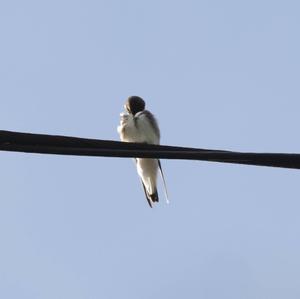 Barn Swallow