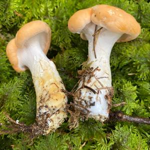 Hedgehog Fungus, Common