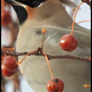 Bohemian Waxwing