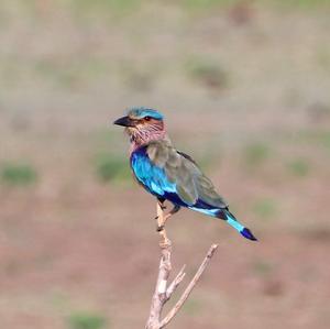 Indian Roller