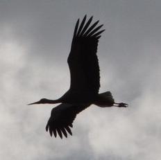 White Stork