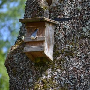 Wood Nuthatch